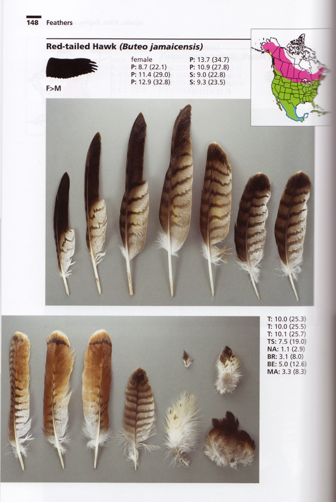different types of bird feathers