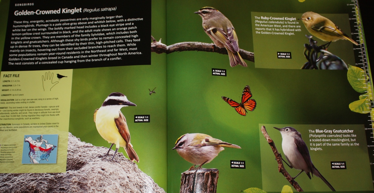 Review: Life-size Birds: The Big Book of North American Birds