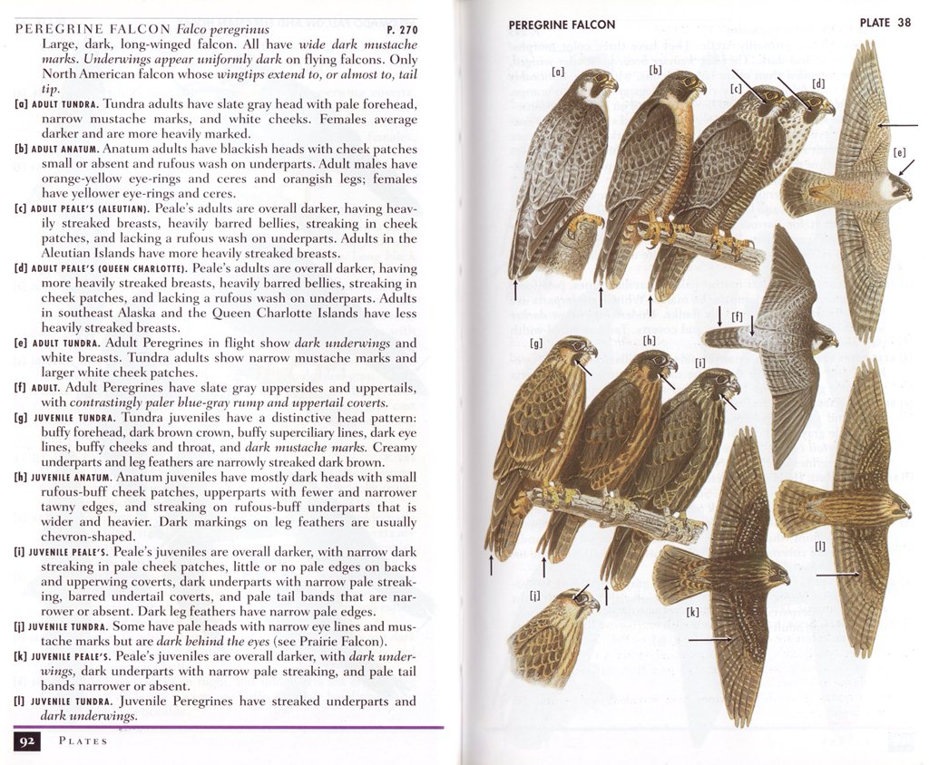 Field Guide - Birds of Prey